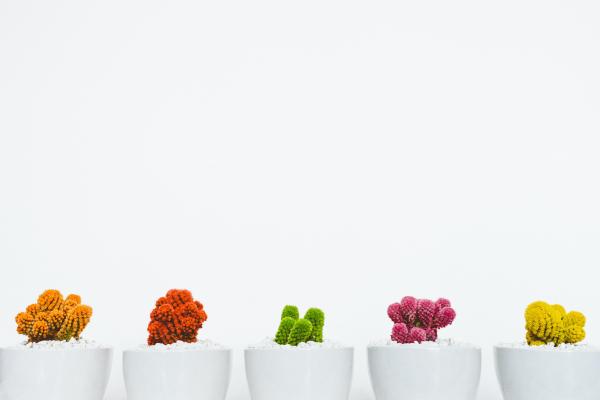 multicolored potted succulents in a line with a spare white background